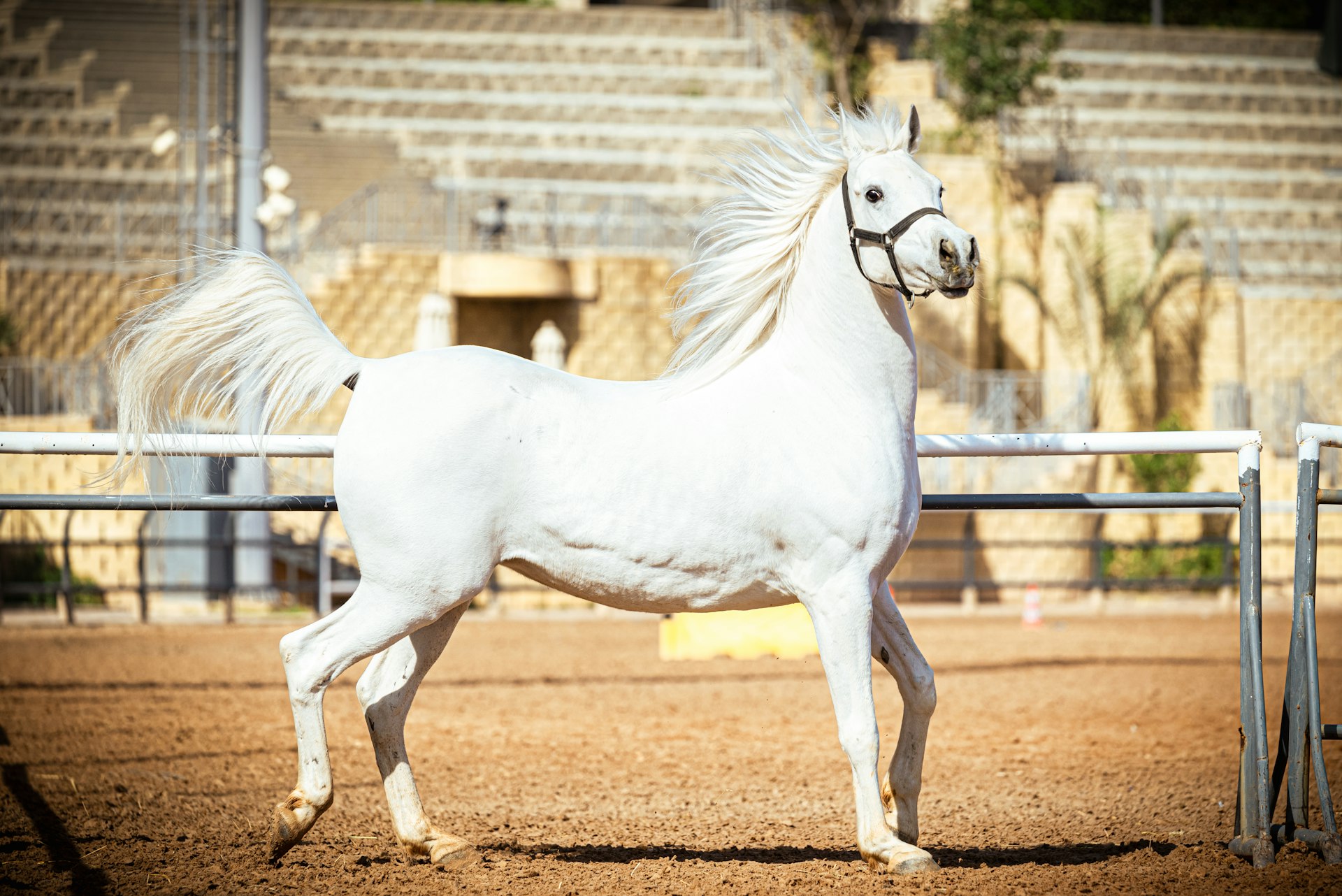 A majestic white arabian horse with a flowing mane.